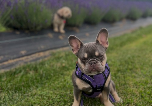 A French Bulldog in a harness sits on grass, with a distant dog and lavender field in the background under a cloudy sky.