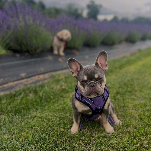 A French Bulldog in a harness sits on grass, with a distant dog and lavender field in the background under a cloudy sky.