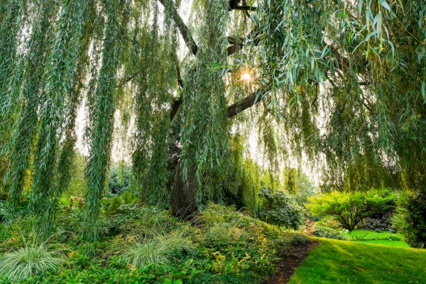 A lush garden with a large weeping willow arching overhead, hanging branches, manicured lawn, and various shrubs and plants along a winding path.