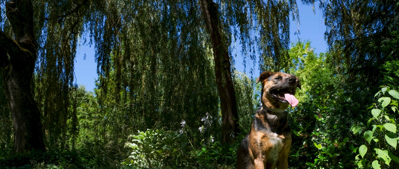 A happy dog sitting in a lush green forest with trees, bushes, and a clear blue sky in the background.
