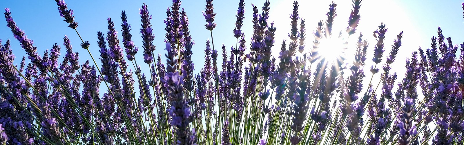 Lavender flowers bloom under bright sunlight with the sun shining through the sky in this vibrant outdoor scene.