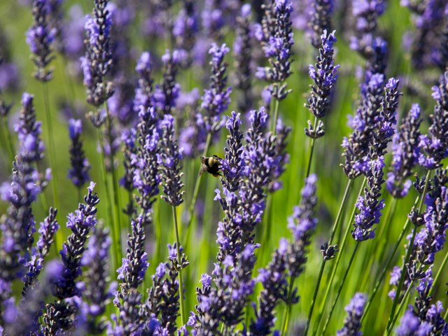 A bee is pollinating lavender flowers in a lush, green field during daytime with vibrant purple blooms.