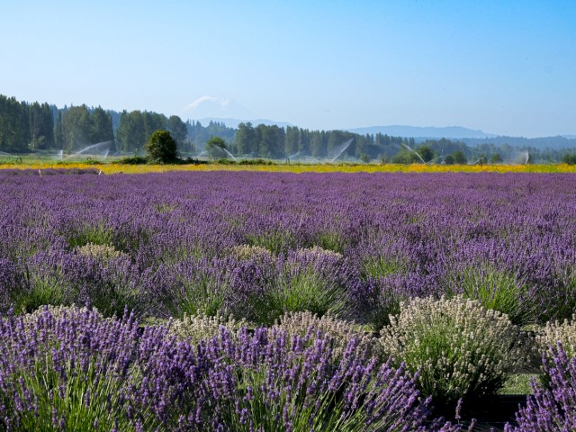 A vast lavender field with purple flowers, with trees and sprinklers in the background and Mount Fuji in the distance.