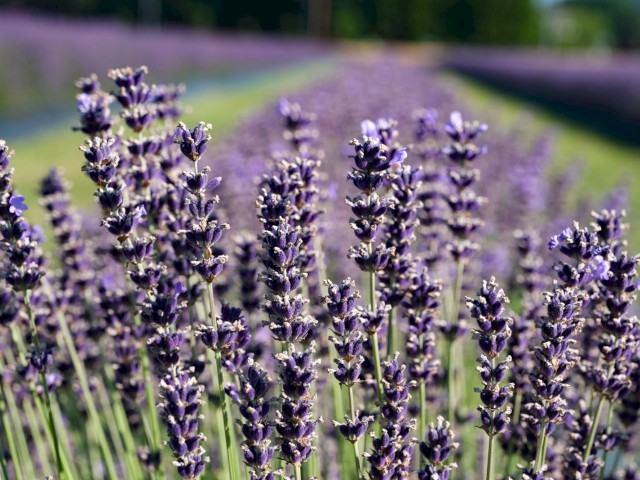 A field of blooming purple lavender plants under bright sunlight.
