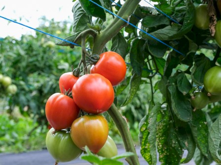 A cluster of tomatoes in various stages of ripeness grow on a plant in a lush green garden.