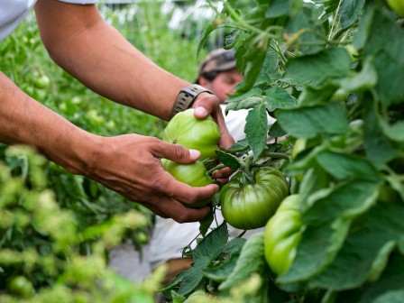 A person is harvesting green tomatoes from a lush tomato plant in a garden.