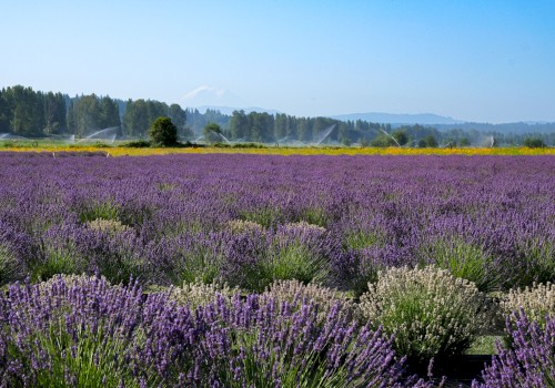 A vast lavender field with sprinklers watering the purple flowers, green trees, and a distant mountain under a clear blue sky.