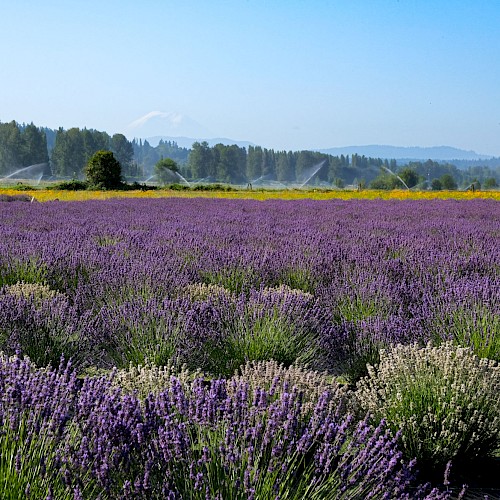 A vast lavender field with sprinklers watering the purple flowers, green trees, and a distant mountain under a clear blue sky.