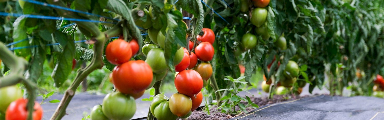 Tomatoes ripening on the vine in a greenhouse or garden.