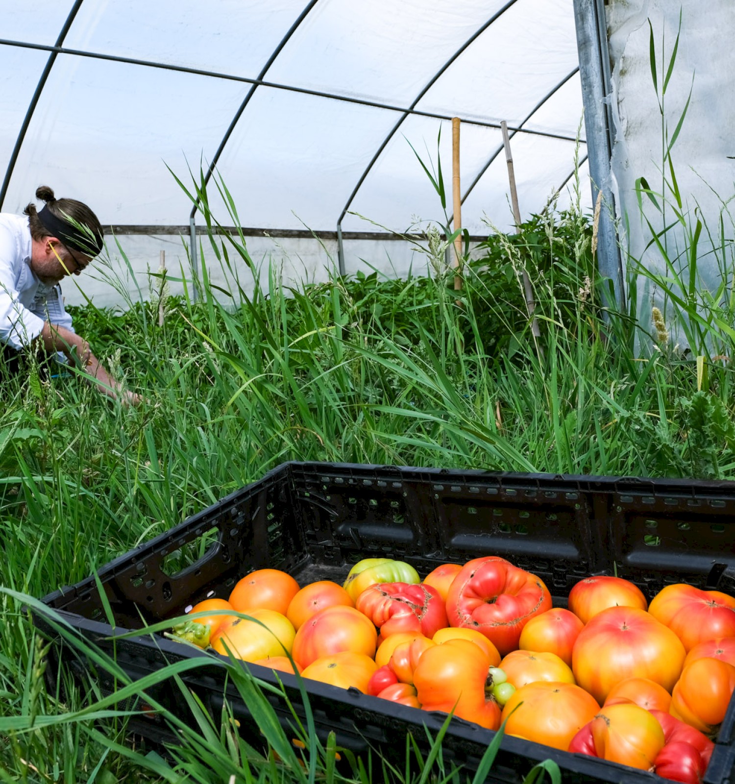 A person is harvesting tomatoes in a greenhouse, with a crate of ripe tomatoes in the foreground.