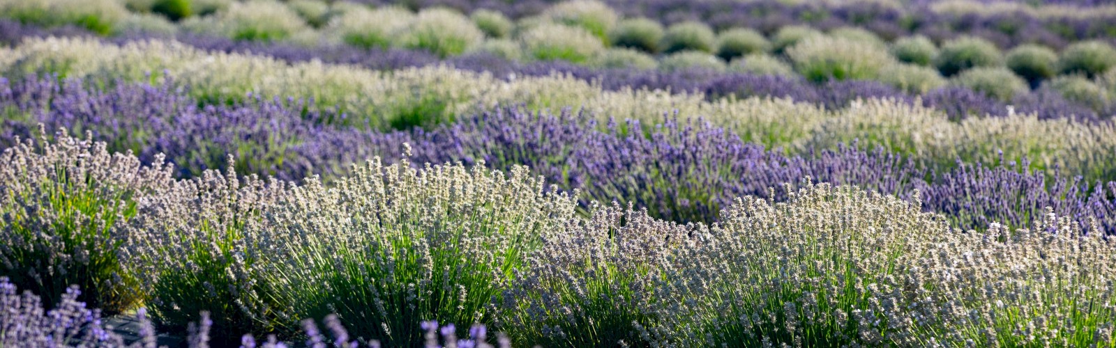 A lavender field with rows of vibrant purple flowers and lush green stems, creating a beautiful and aromatic landscape.