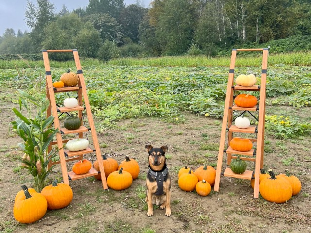 A dog sits between two ladders decorated with pumpkins of various colors and sizes, in a pumpkin patch on a cloudy autumn day.
