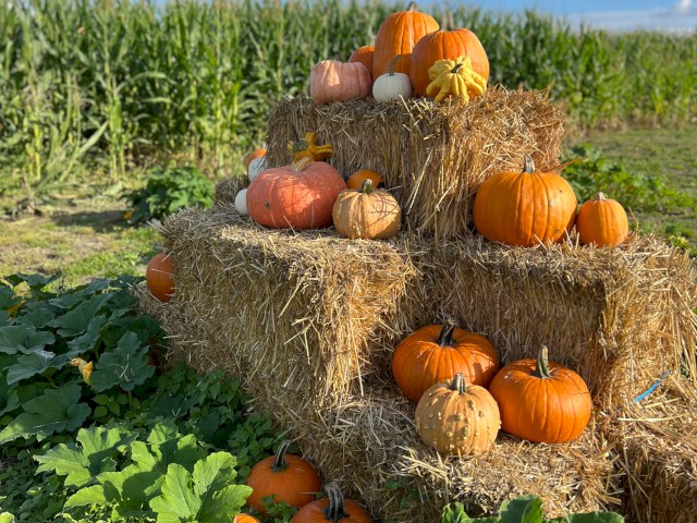 Pumpkins and gourds are displayed on hay bales in a field during the fall season.