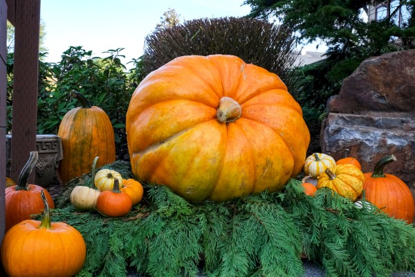 A variety of pumpkins and gourds in different sizes and colors, displayed with greenery and rocks outdoors.