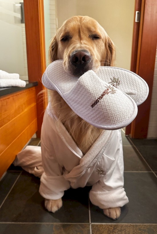 A golden retriever sits in a bathrobe, holding a white pool/house slipper in its mouth, looking at the camera with a calm expression.