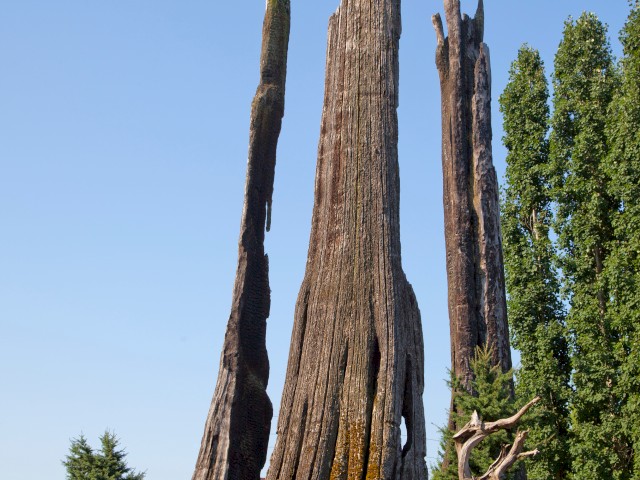 Tall, weathered tree stumps and a small twisted dead tree are surrounded by green plants under a clear blue sky.