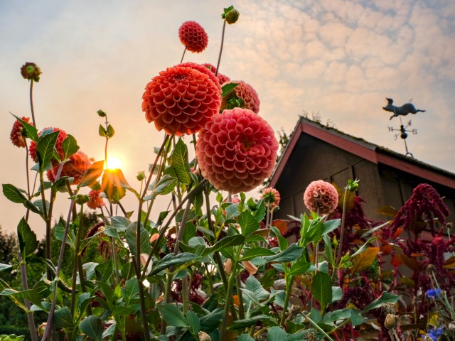 Colorful dahlias bloom in a garden at sunset near a rustic barn with a weather vane on the roof.