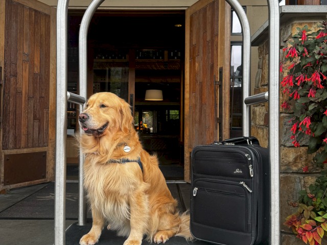 A golden retriever sits on a luggage cart outside a building with a black suitcase and a plant with red flowers to the side.