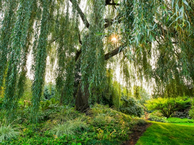 A lush green garden with a large willow tree, sunlight peeking through the leaves, and a well-maintained grassy pathway.