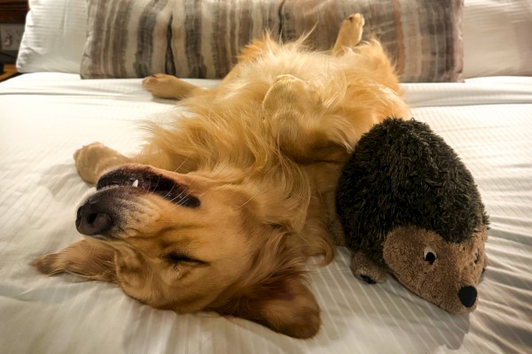 A golden retriever lies on its back on a bed, cuddling with a plush porcupine toy.